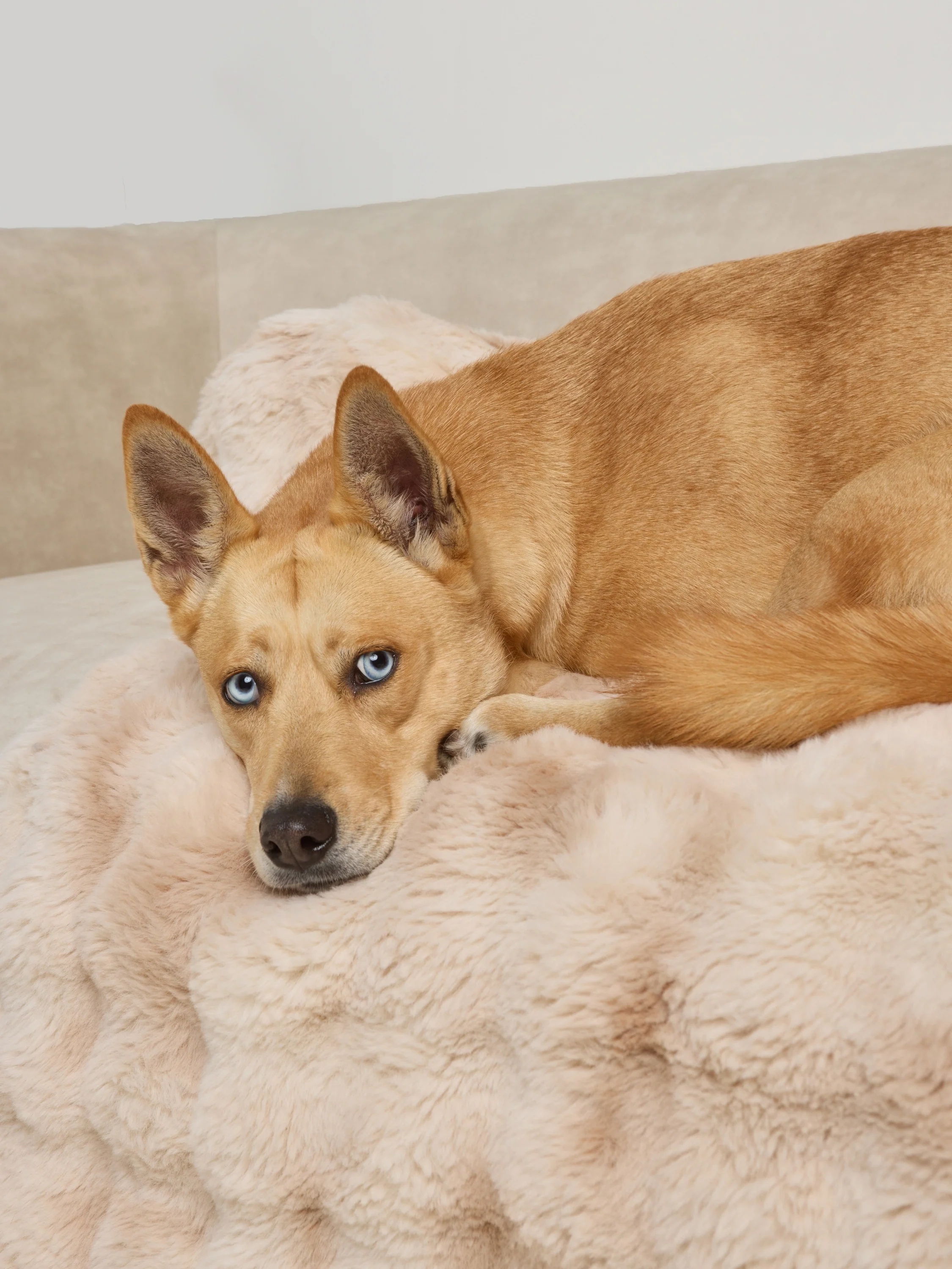 Dream Cloud Pet Sofa Bed - Image 5