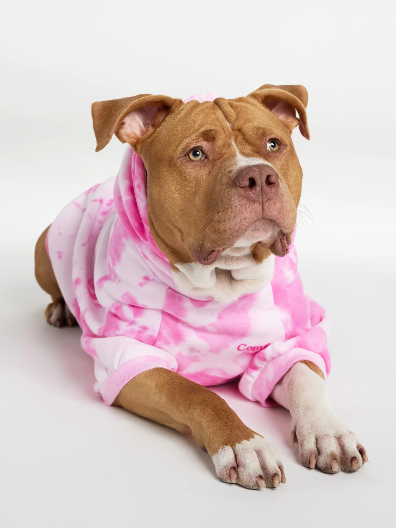Minimalist Paw Hoodie - Pre-Order - Image 2