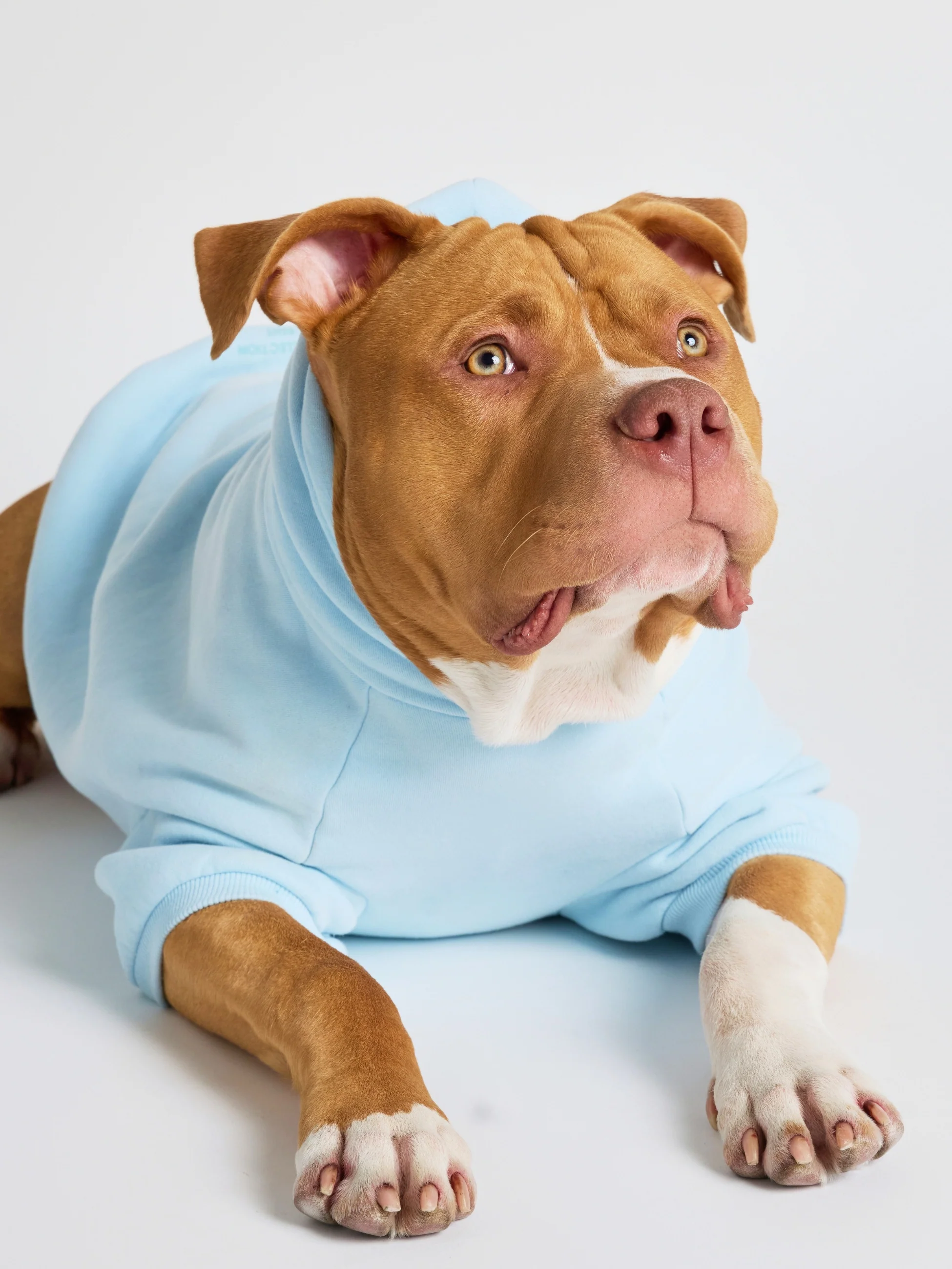 Pastel Paw Hoodie - Image 3